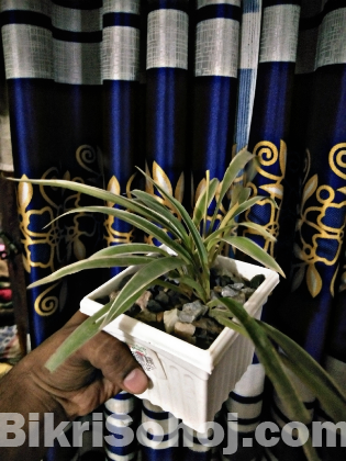 Interior Plant Design & Supply